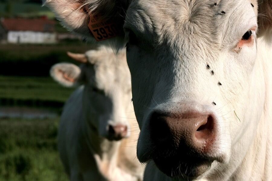 A close-up of a white cow looking straight at the camera
