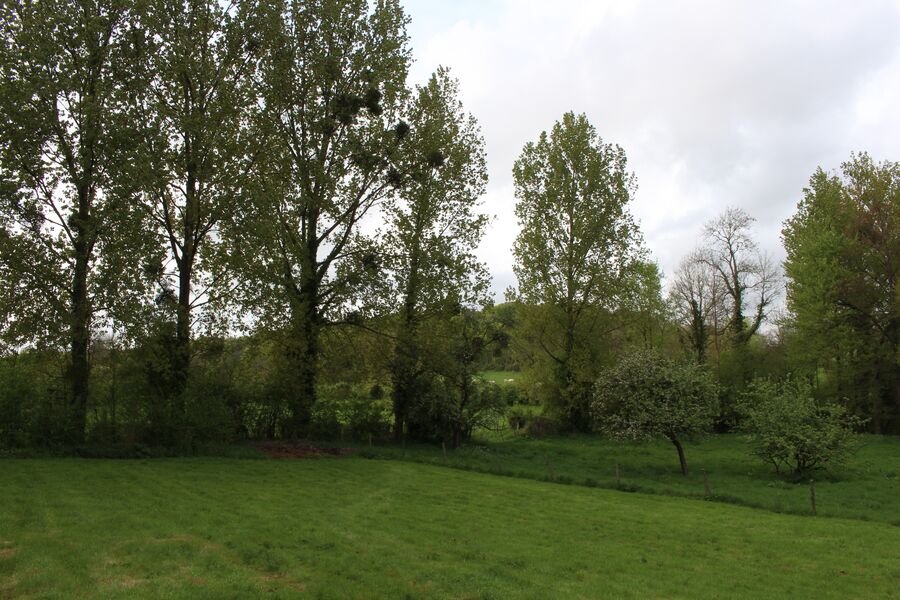 A green field edged with tall poplars and fruit trees in fresh spring leaf