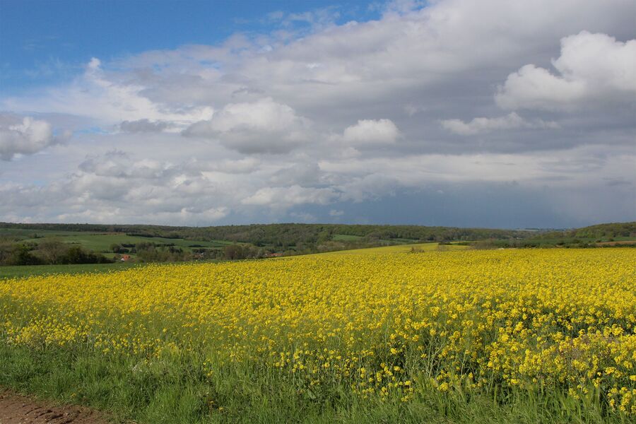 A wide field of yellow rapeseed under a big sky, with wooded hills on the horizon