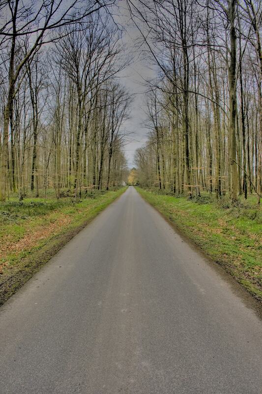 A straight country road running between tall bare beech trees